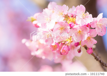 河津櫻花盛開 10111740