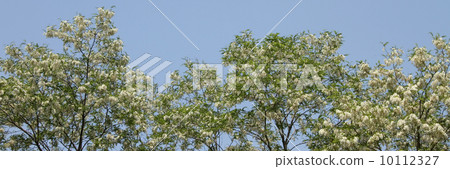 Harienge Harienge 10112327