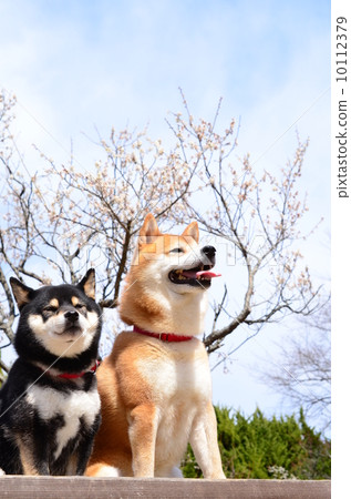 Good brother and sister♪ 10112379