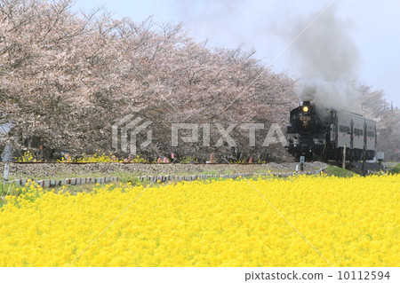 Moka Railway “SL Moka running through Kita Moka where cherry blossoms and rape blossoms are in full bloom” 10112594