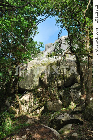 Jungle landscape Jungle landscape 10112812