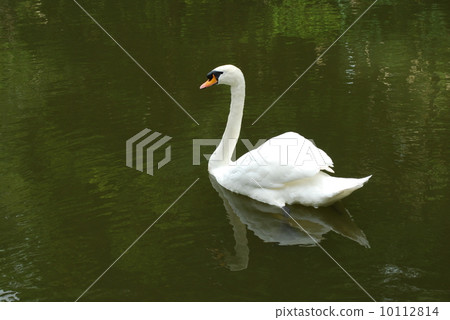 Mute swan on a lake Mute swan on a lake 10112814