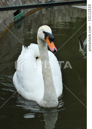 Mute swan on a lake 10112816
