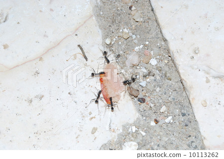 Ants at work carrying some food Ants at work carrying some food 10113262
