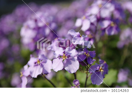 Murasakihanana 10114263