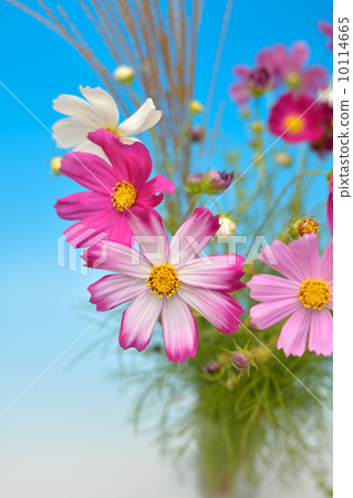 Cosmos Cosmos 10114665
