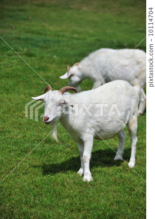 Goat  10114704