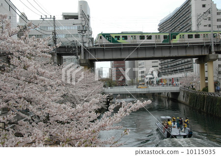 Tokyu Ikegami線和Meguro河沿岸的櫻花 10115035