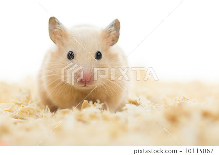 金卡倉鼠 10115062