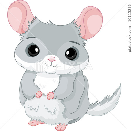 Chinchilla 10115256
