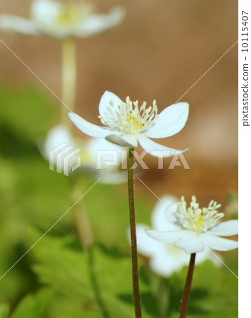 A lovely bellflower (two wheat grass) 10115407