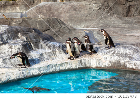 Humboldt penguins 10115478