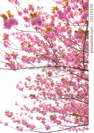 Twelve cherry blossoms in full bloom 10115479