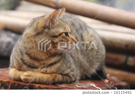 tiger stripe, tiger striped, feline 10115491