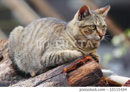 tiger stripe, tiger striped, feline 10115494