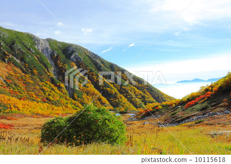 Senjakiken curl in autumn 10115618