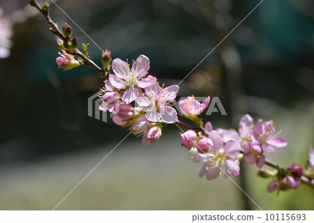 Yulium's flower Yulium's flower 10115693