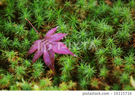 maple maple 10115716