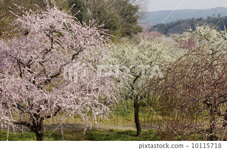 Bairin scenery 01 Bairin scenery 01 10115718