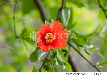 Pomegranate flowers 10115775