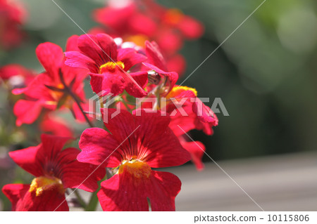 Sansashia Sansashia 10115806