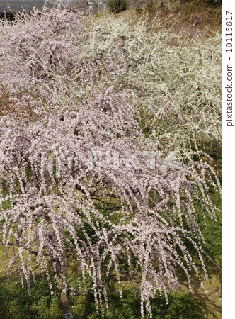 紅色李子黃色洋李 10115817