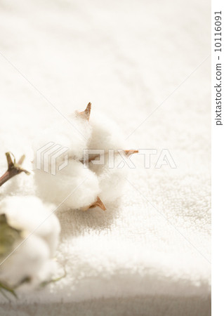 Organic cotton Organic cotton 10116091