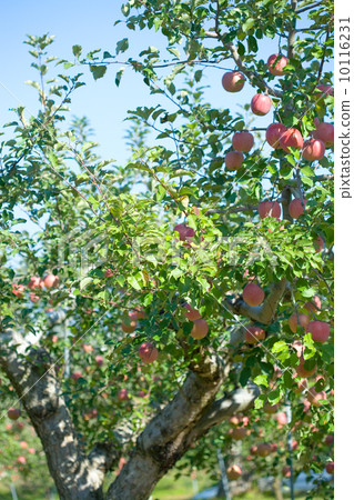 苹果 苹果树上 坚果