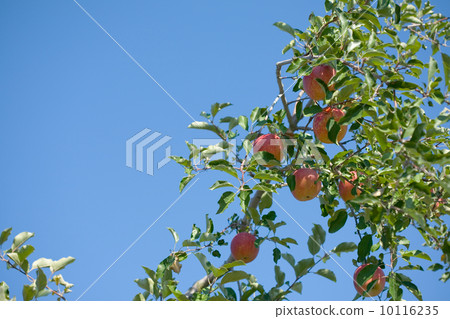 Apple tree 10116235