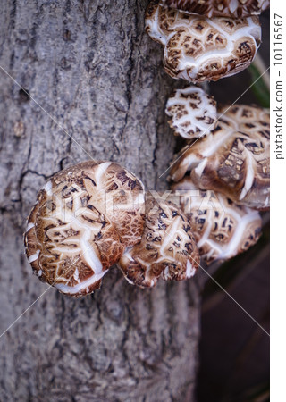 Shiitake mushroom 10116567