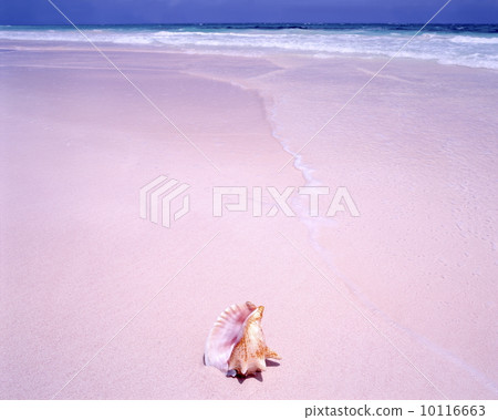 Pink sand beach 10116663