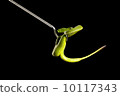 Attacking green viper on snake charmer hook 10117343