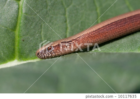 Blindworm (Anguis fragilis) 10117635