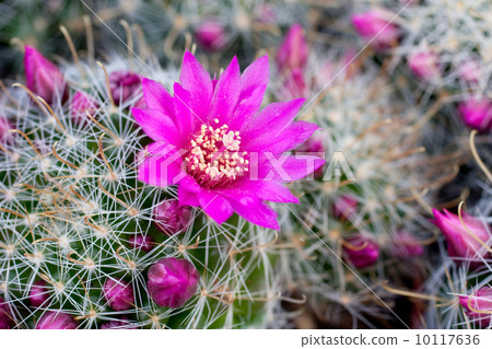 Cactus cultivation (the Netherlands) Cactus cultivation (the Netherlands) 10117636