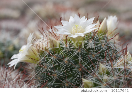 Cactus cultivation (the Netherlands) 10117641