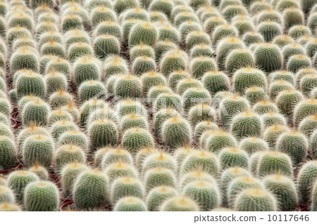 Cactus cultivation (the Netherlands) 10117646