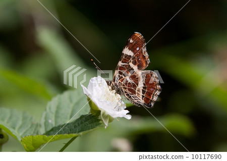 Map butterfly (Araschnia levana) 10117690
