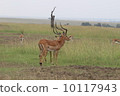 大草原的湯普森瞪羚 10117943