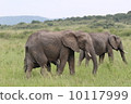 走在大草原的非洲大象 10117999