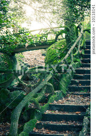 Sunbeam Shine through the Green Forest Sunbeam Shine through the Green Forest 10118141