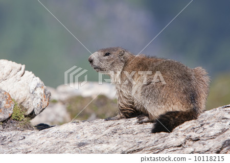 Alpine Marmot (Marmota marmota) - Hohe Tauern (Austria) 10118215