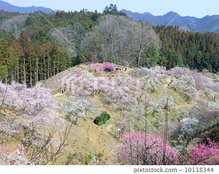 青梅市李子公園(就在所有伐木之前) 青梅市李子公園(就在所有伐木之前) 10118344