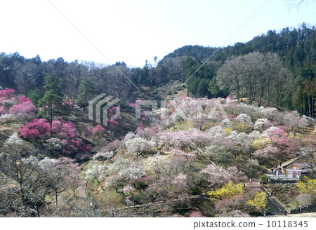 青梅市李子公園（就在所有伐木之前） 10118345