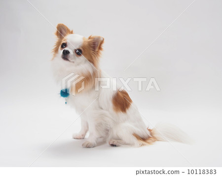 Sitting Chihuahuasa 10118383