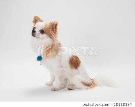 Sitting Chihuahuasa 10118384