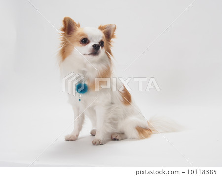 Sitting Chihuahuasa 10118385