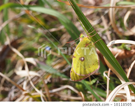 Colias erate 10118505