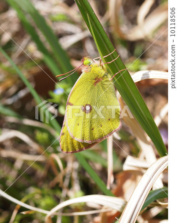 Colias erate 10118506