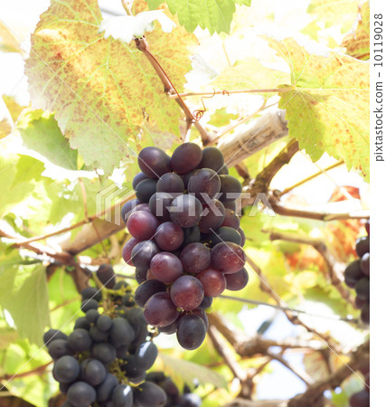 grapes grapes 10119028