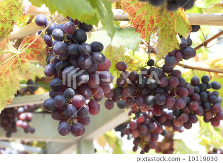 grapes grapes 10119030